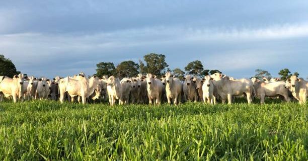 fazenda à venda em Goiás
