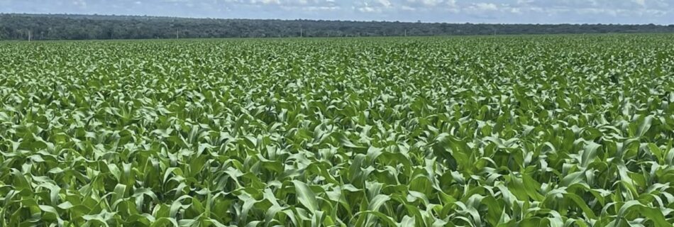 investir em fazenda no Mato Grosso