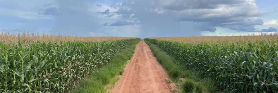 Melhores regiões para investir em fazenda em Goiás: 7 polos