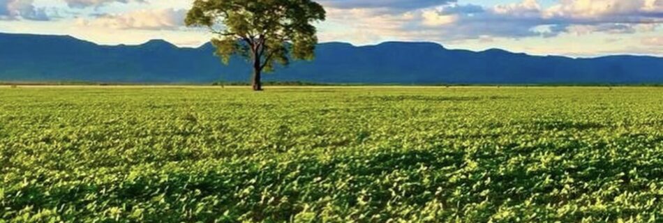 Quanto vale uma fazenda no Mato Grosso? Veja os 7 fatores reais