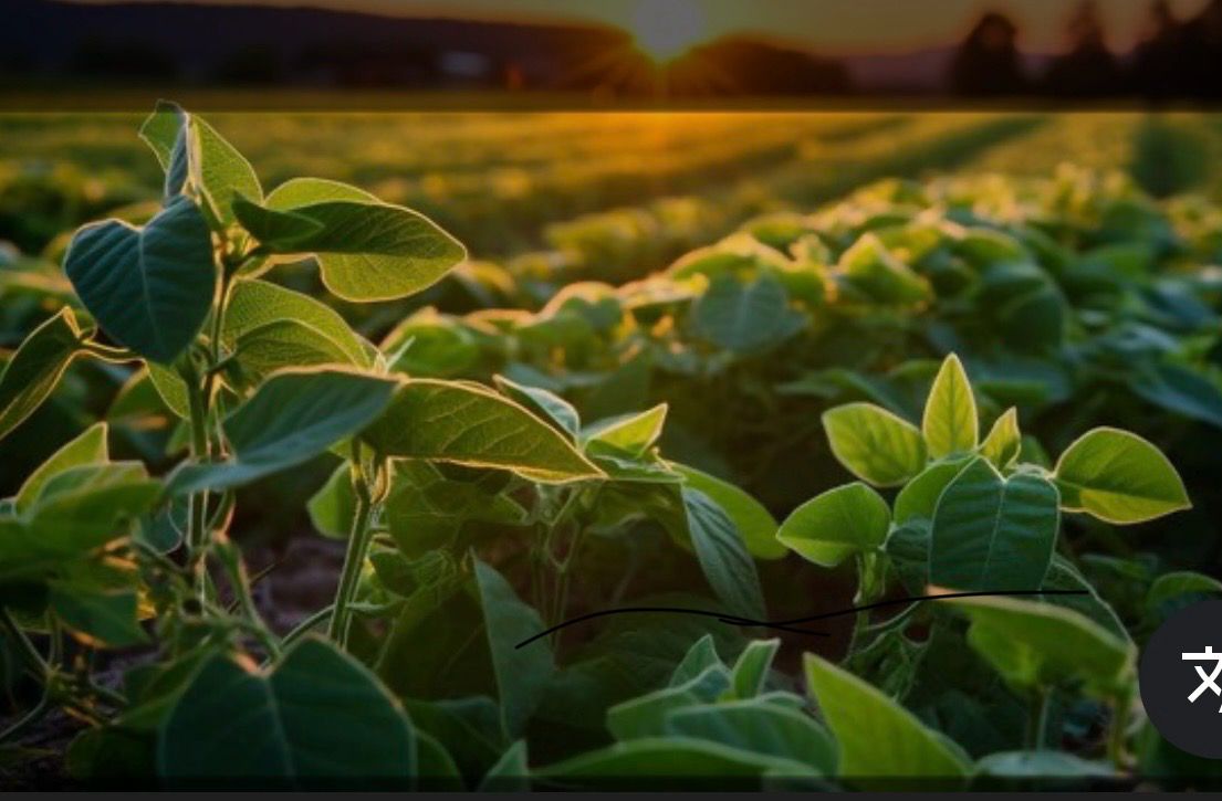 Regularização de terras em Goiás: fazenda produtiva com documentação rural e alto potencial de valorização no agronegócio