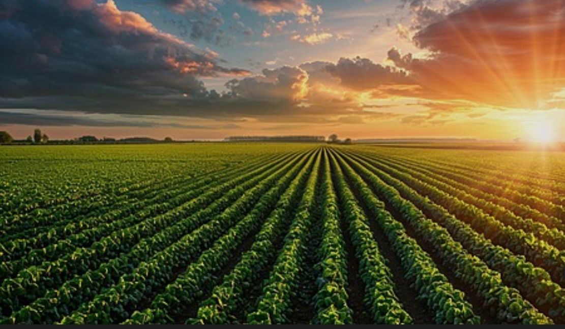 How to Buy Farmland in Brazil: 7 Legal Steps for Foreign Investors
