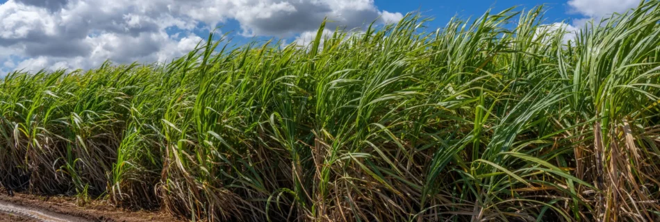 fazendas à venda em São Paulo